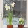 bruine bloempot