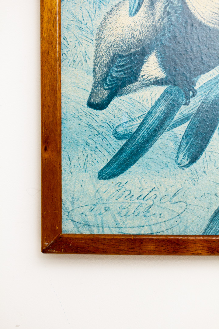 Vintage prent “Weaver Birds” in houten lijst - origineel door Louis Prang