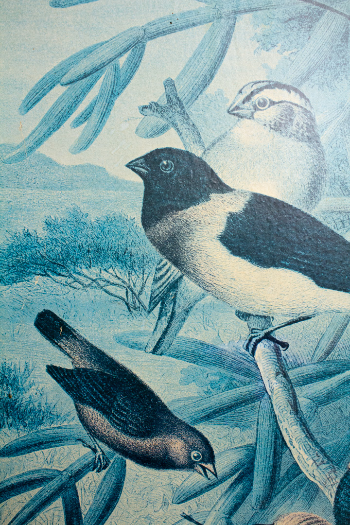 Vintage prent “Weaver Birds” in houten lijst - origineel door Louis Prang