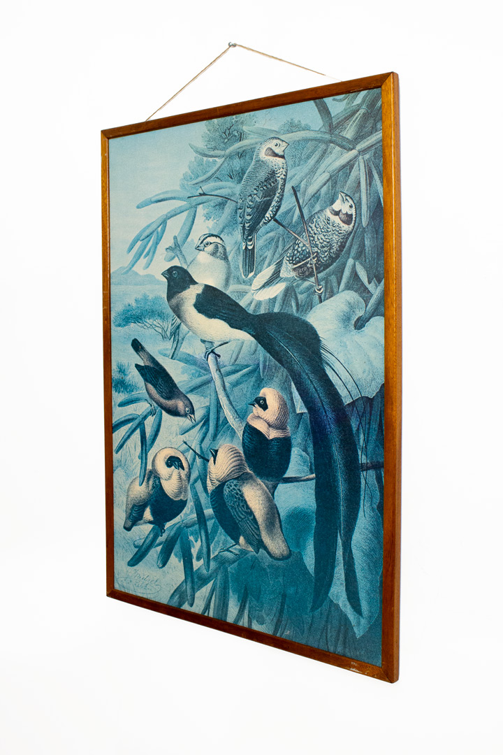 Vintage prent “Weaver Birds” in houten lijst - origineel door Louis Prang