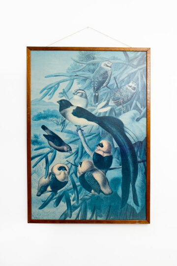 Vintage prent “Weaver Birds” in houten lijst - origineel door Louis Prang